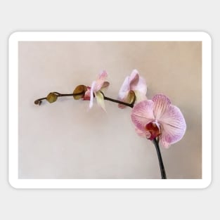 Delicate Pink Phalaenopsis Orchids Sticker